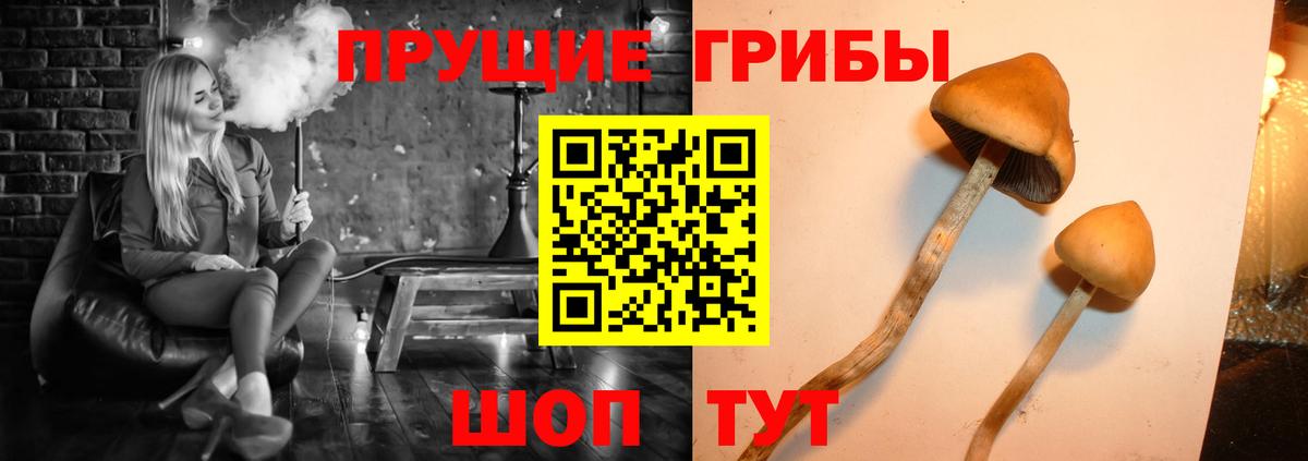 где можно купить наркотик  Вход с VPN  Дальнереченск  Галлюциногенные грибы MAGIC MUSHROOMS  Галлюциногенные грибы прущие грибы 
